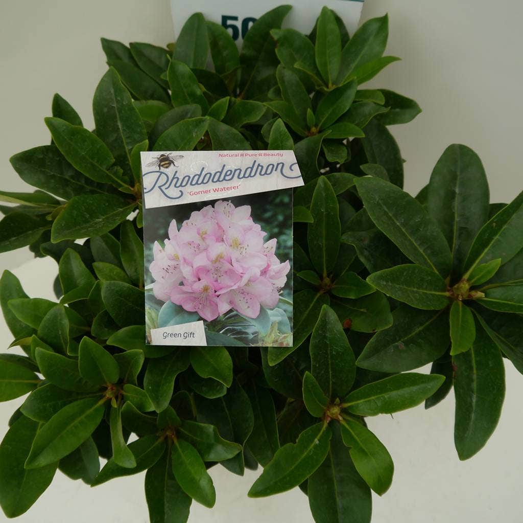  Rhododendron (Rhododendron 'Gomer Waterer')