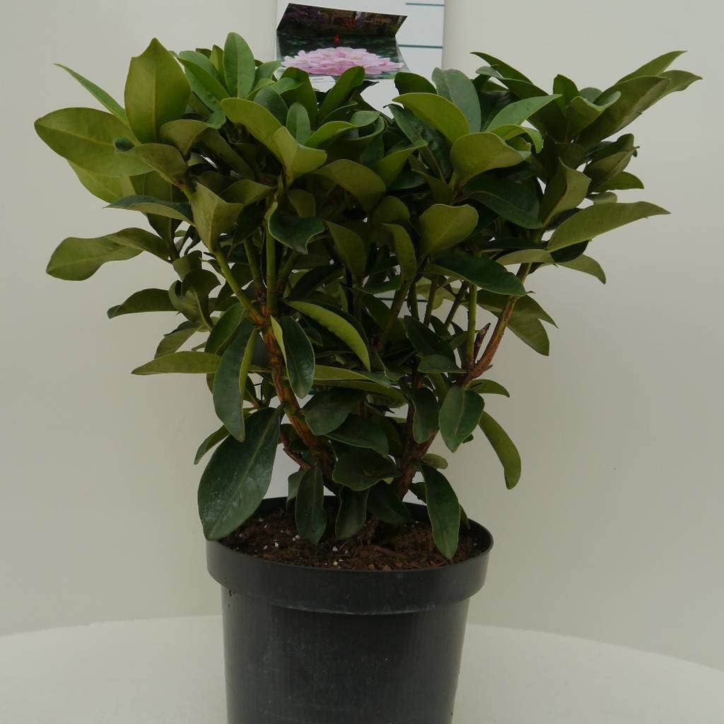  Rhododendron (Rhododendron 'Gomer Waterer')
