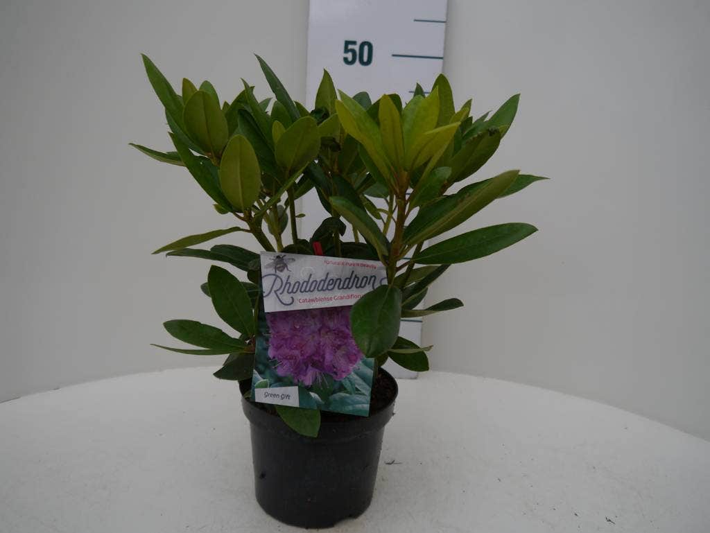  Rhododendron (Rhododendron Catawbiense 'Grandiflorum')