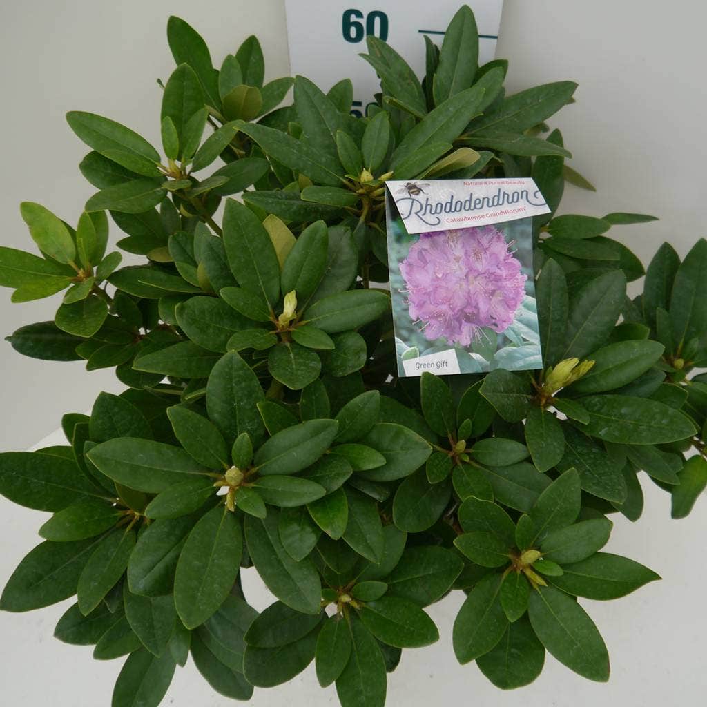  Rhododendron (Rhododendron Catawbiense 'Grandiflorum')