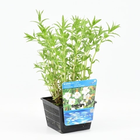  Genadekruid (Gratiola Officinalis)
