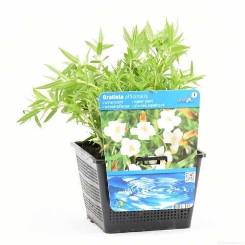  Genadekruid (Gratiola Officinalis)