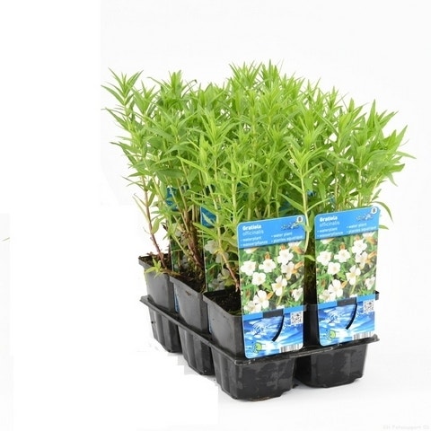  Genadekruid (Gratiola Officinalis)