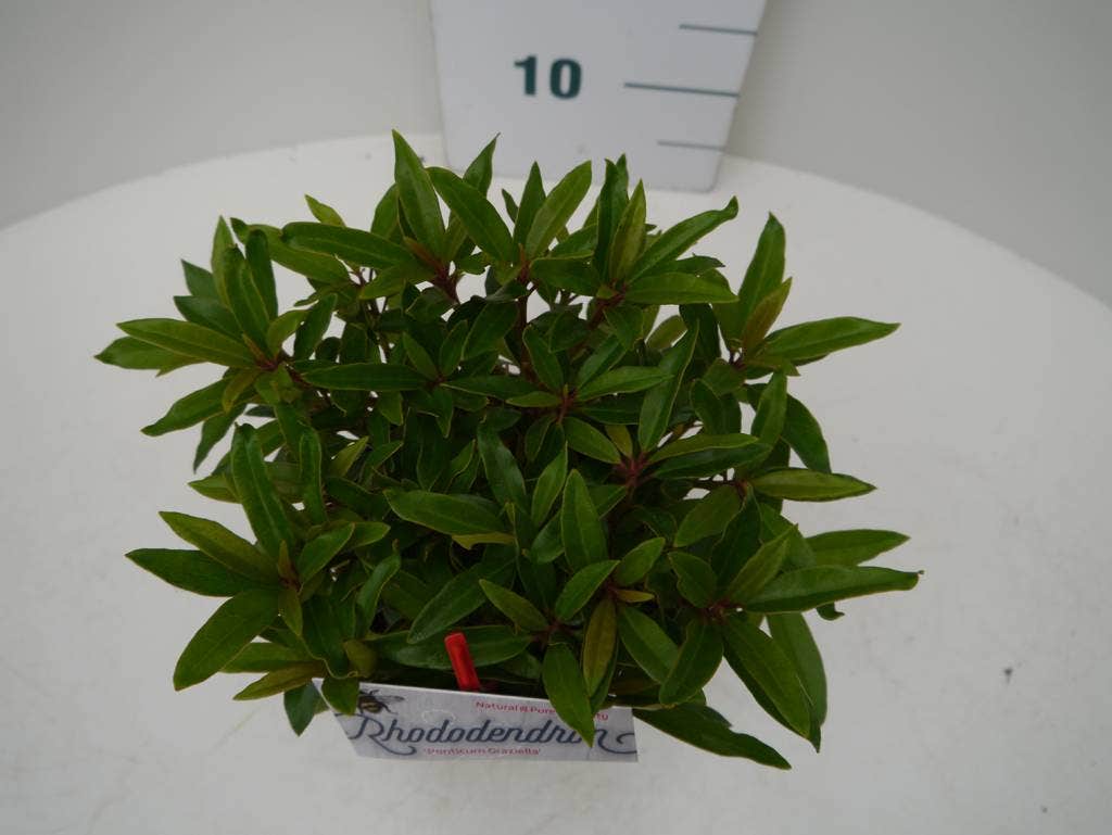  Rhododendron (Rhododendron 'Graziella')
