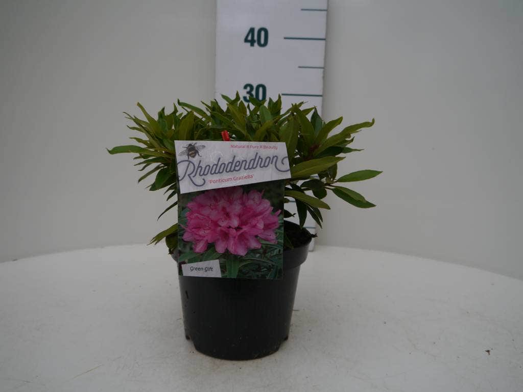  Rhododendron (Rhododendron 'Graziella')
