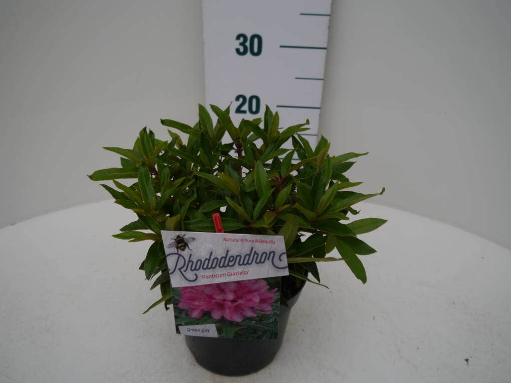 Rhododendron (Rhododendron 'Graziella')