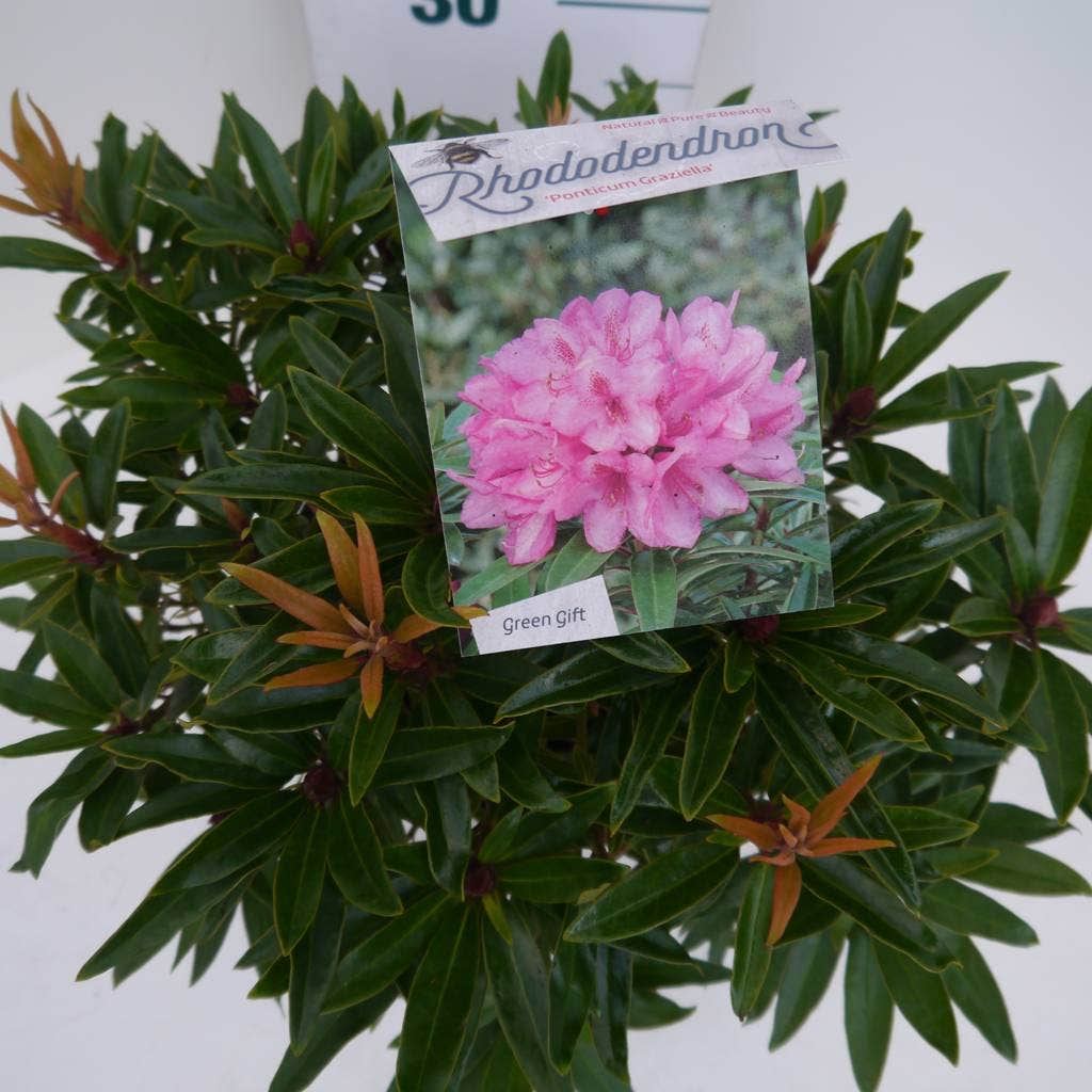  Rhododendron (Rhododendron 'Graziella')