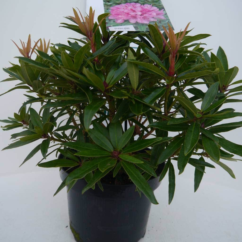  Rhododendron (Rhododendron 'Graziella')