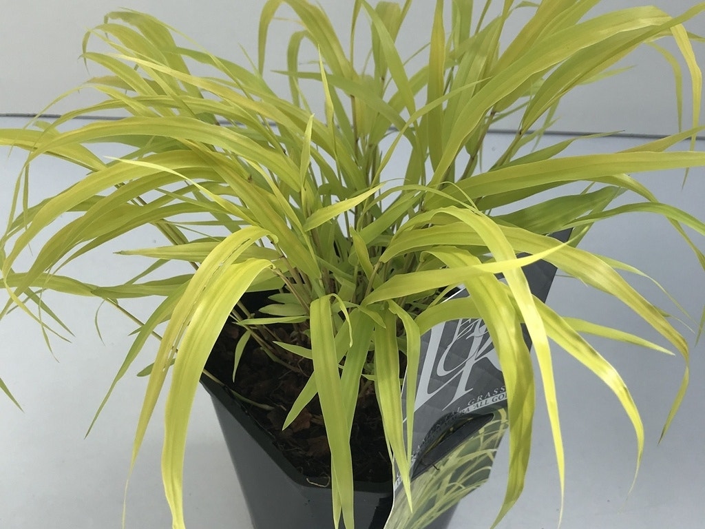  Japans Berggras (Hakonechloa Macra 'All Gold')