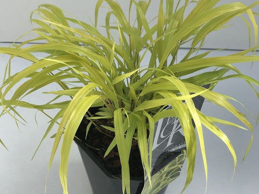  Japans Berggras (Hakonechloa Macra 'All Gold')