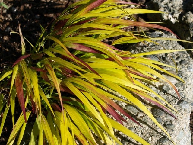 Japans Berggras (Hakonechloa Macra 'Sunflare')