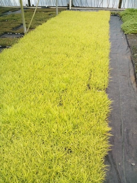  Japans Berggras (Hakonechloa Macra 'Sunflare')