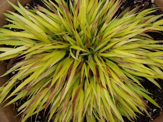  Japans Berggras (Hakonechloa Macra 'Sunflare')