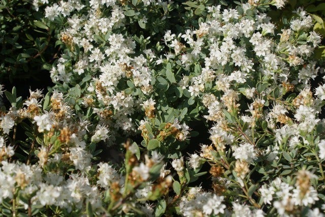  Veronica (Hebe Pinguifolia 'Pagei')