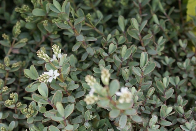  Veronica (Hebe Pinguifolia 'Pagei')