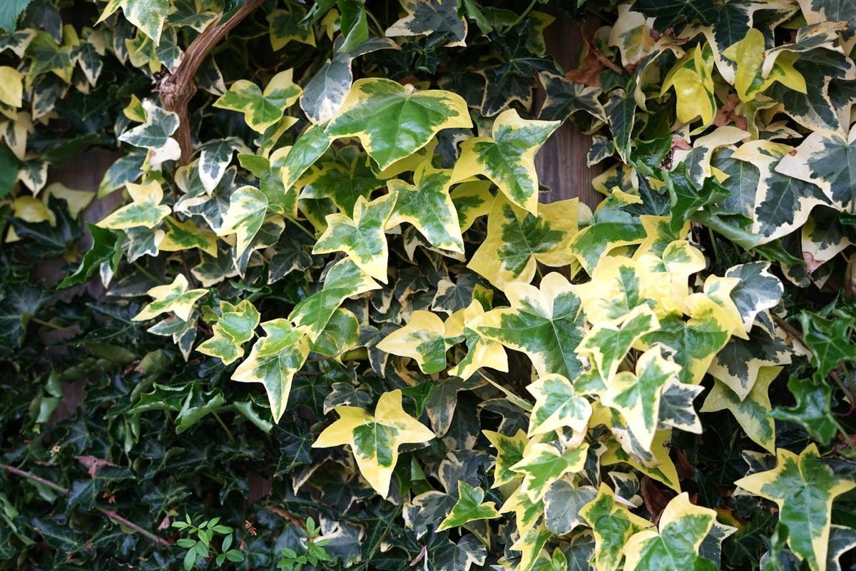  Klimop (Hedera Helix 'Goldchild')