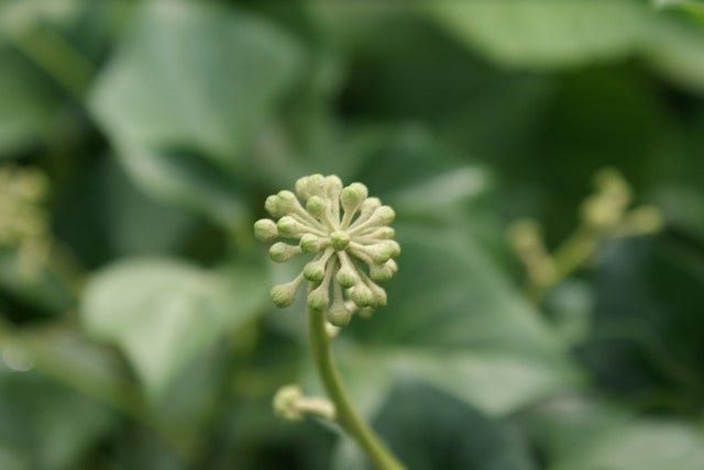  Struikklimop (Hedera Helix 'Arborescens')