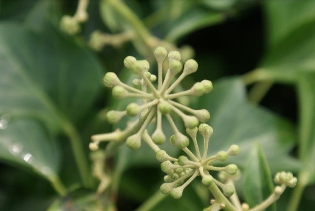  Struikklimop (Hedera Helix 'Arborescens')
