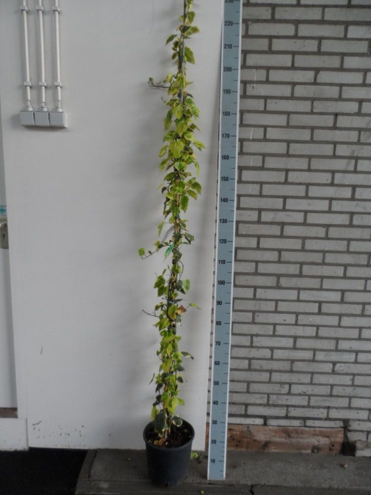  Kaukasische Klimop (Hedera Colchica 'Dentata Variegata')