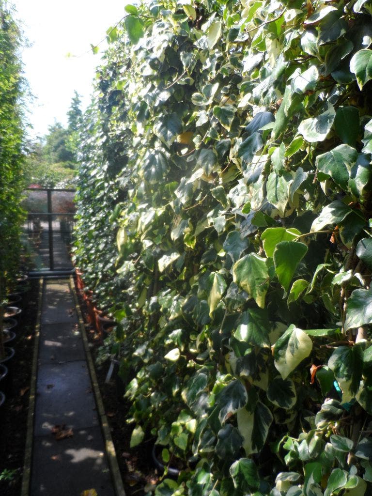  Kaukasische Klimop (Hedera Colchica 'Dentata Variegata')