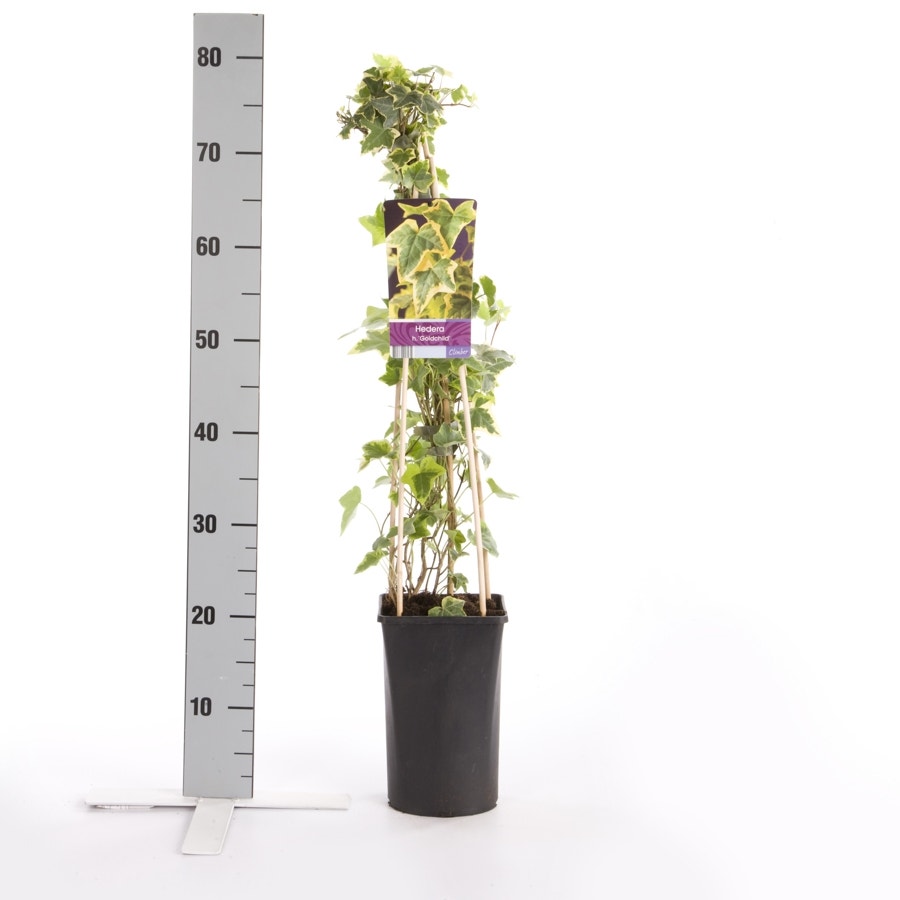  Klimop (Hedera Helix 'Goldchild')