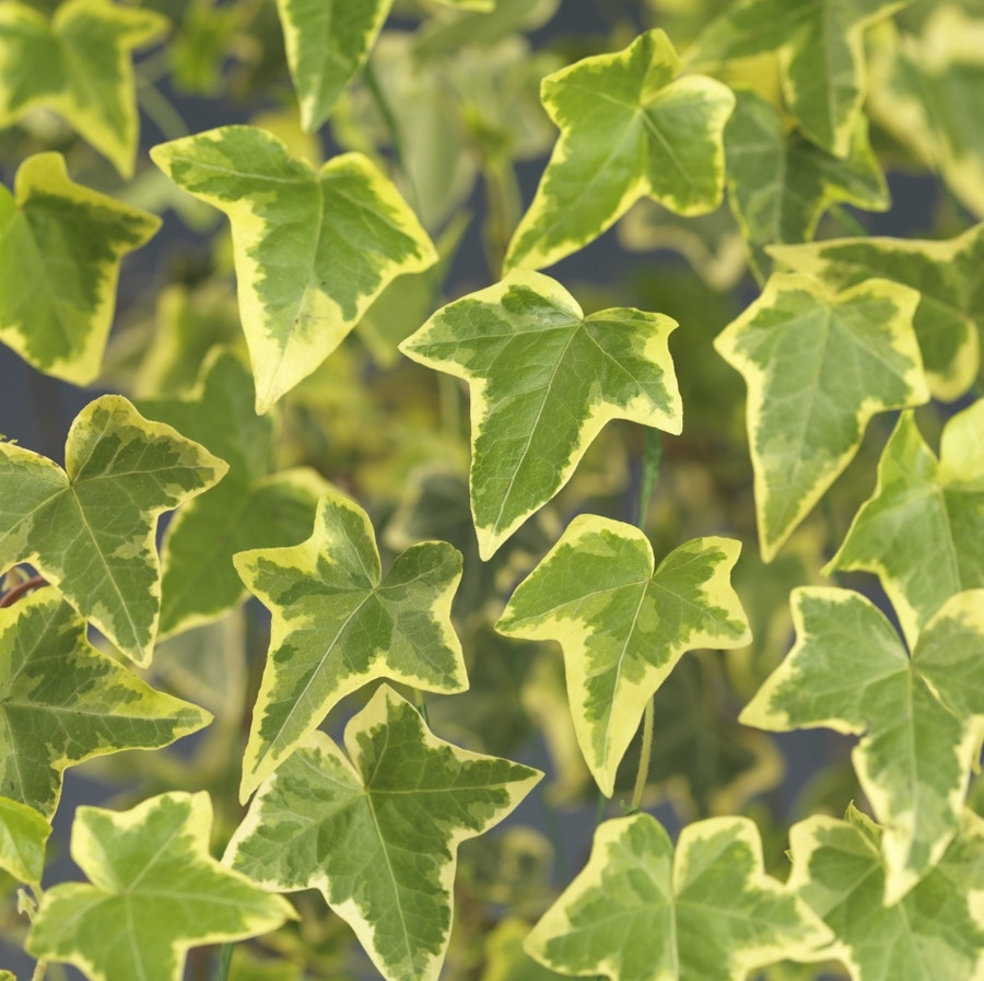  Klimop (Hedera Helix 'Goldchild')