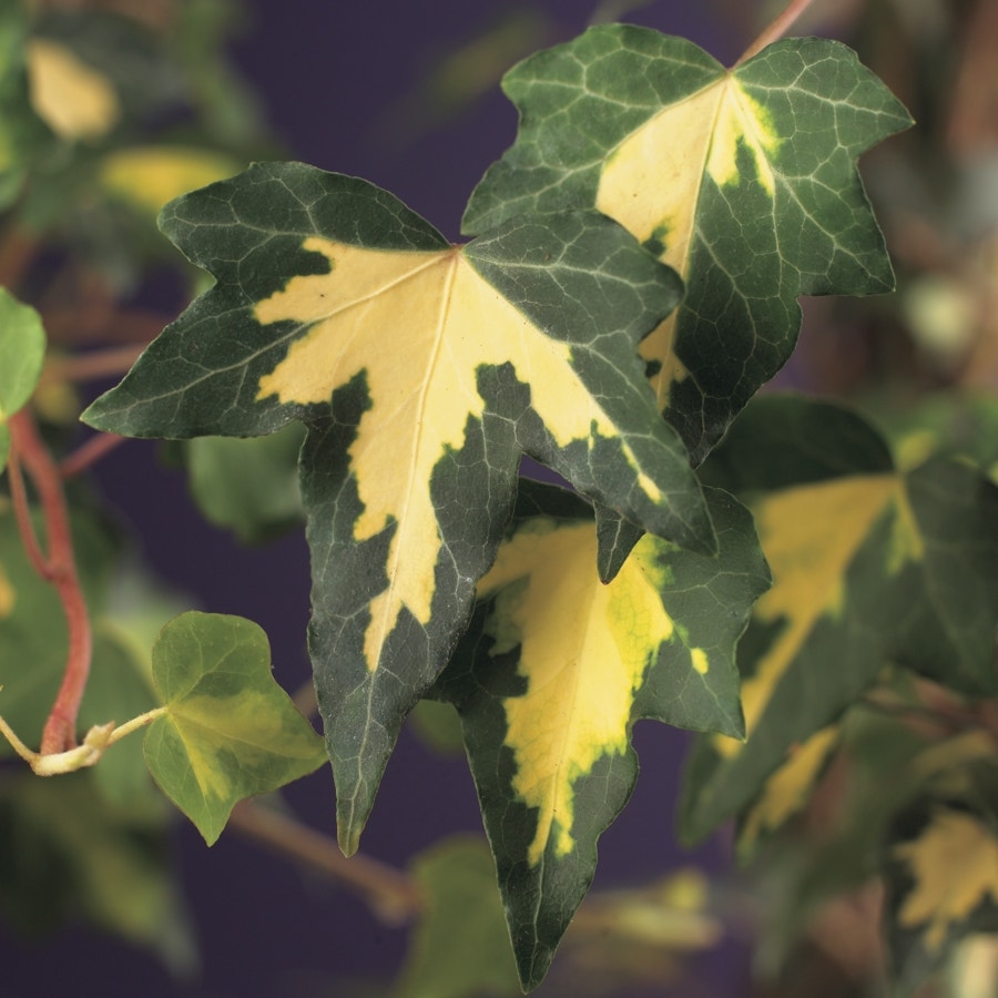  Klimop (Hedera Helix 'Goldheart')