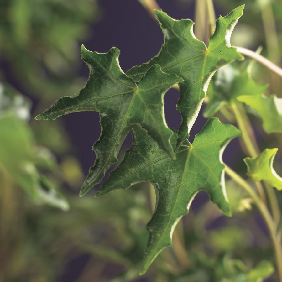  Klimop (Hedera Helix 'Ivalace')