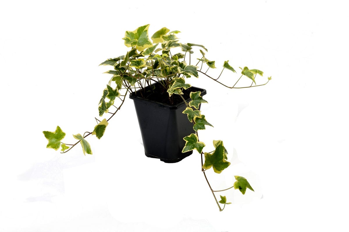  Klimop (Hedera Helix 'Goldchild')