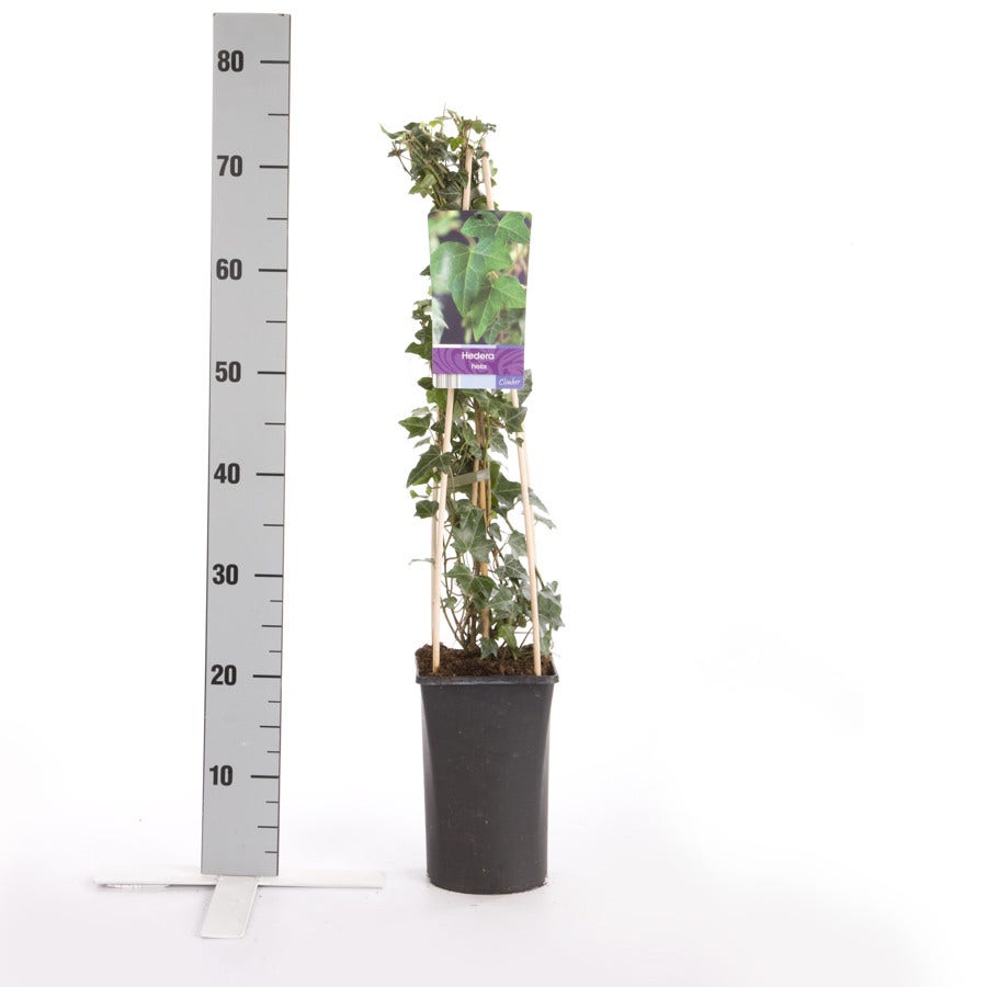  Kleinbladige Klimop (Hedera Helix)