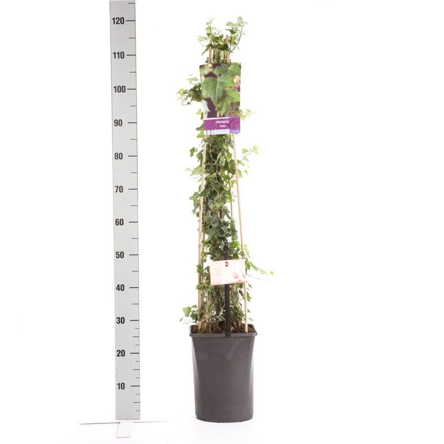  Kleinbladige Klimop (Hedera Helix)