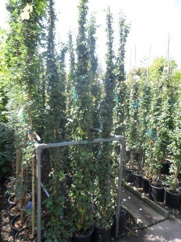  Kleinbladige Klimop (Hedera Helix)