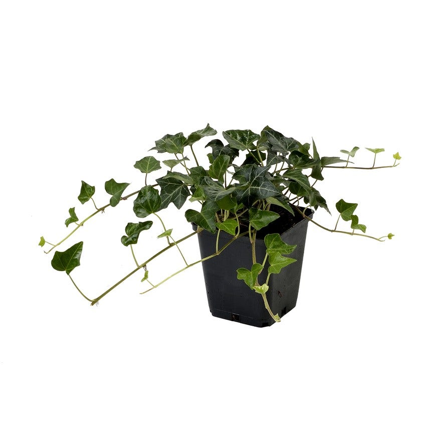  Kleinbladige Klimop (Hedera Helix)