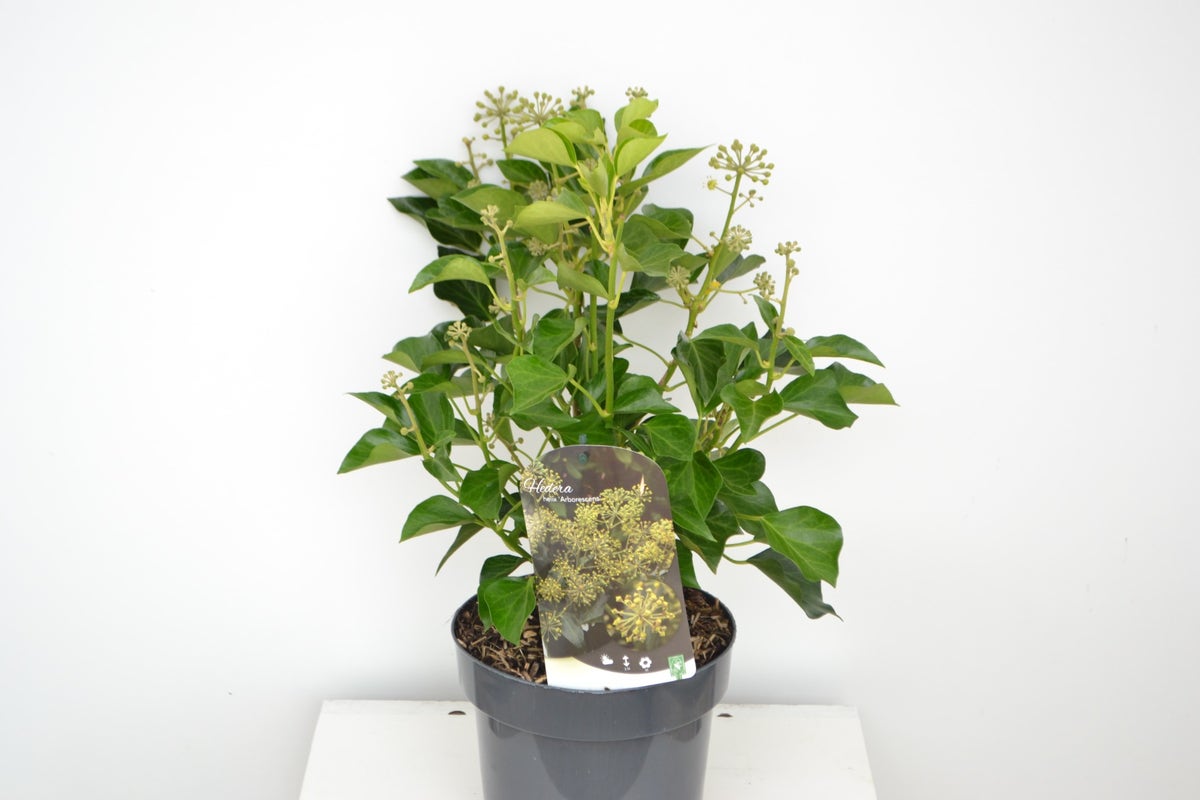  Struikklimop (Hedera Helix 'Arborescens')