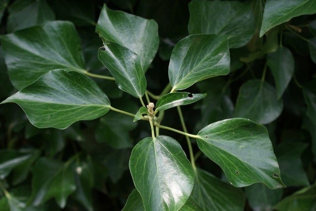  Struikklimop (Hedera Helix 'Arborescens')