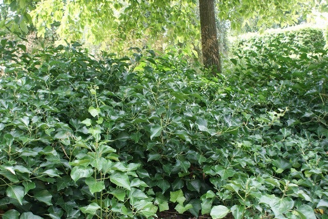 Struikklimop (Hedera Helix 'Arborescens')