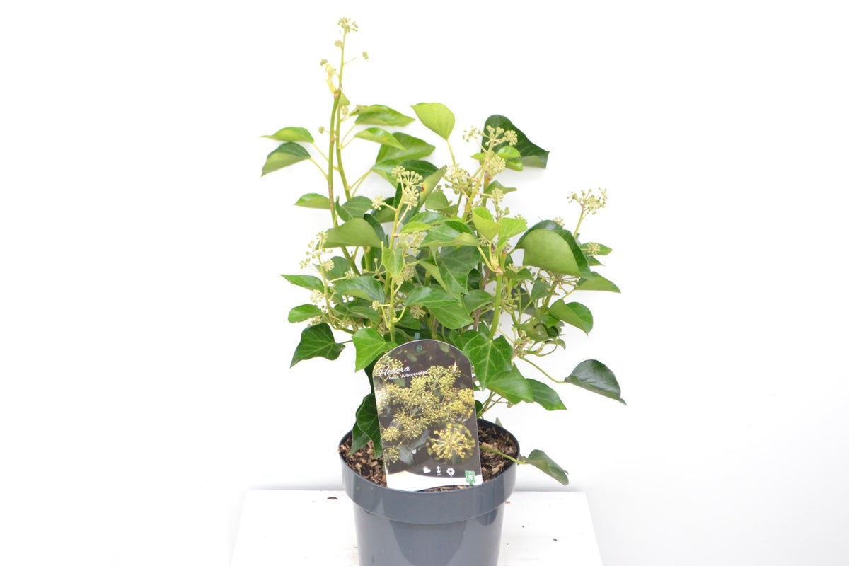  Struikklimop (Hedera Helix 'Arborescens')