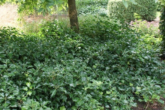  Struikklimop (Hedera Helix 'Arborescens')