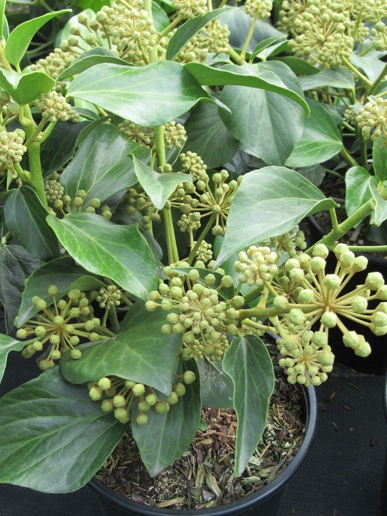  Struikklimop (Hedera Helix 'Arborescens')