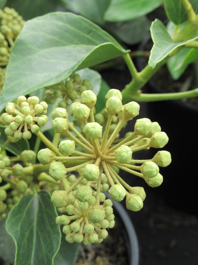  Struikklimop (Hedera Helix 'Arborescens')