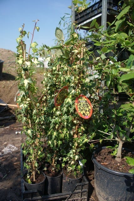  Klimop (Hedera Helix 'Goldheart')