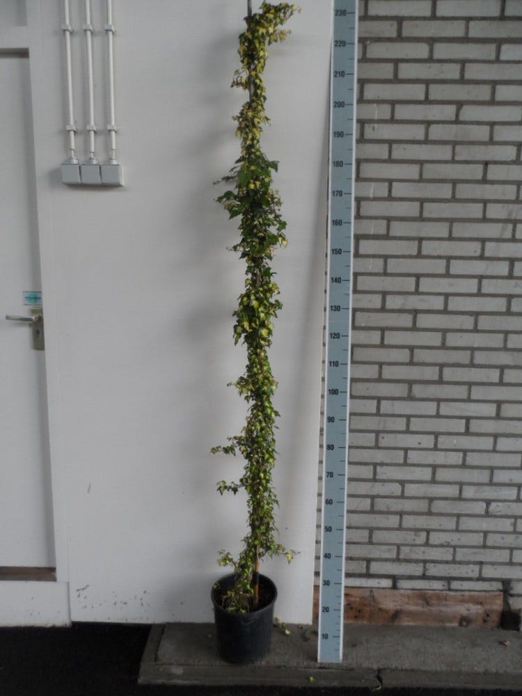  Klimop (Hedera Helix 'Goldheart')
