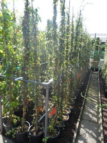  Klimop (Hedera Helix 'Goldheart')
