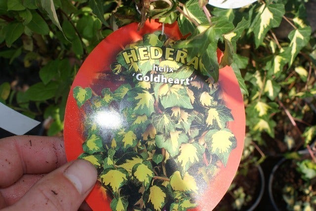  Klimop (Hedera Helix 'Goldheart')