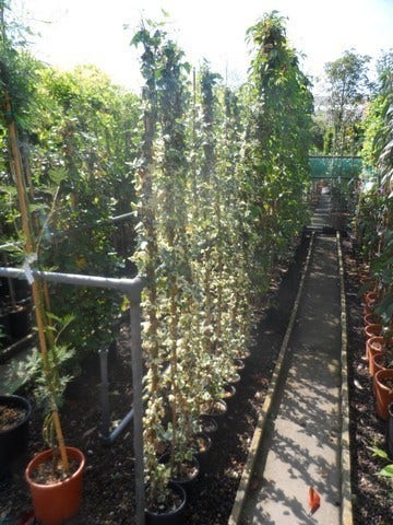  Bonte Klimop (Hedera Helix 'Marginata Elegantissima')