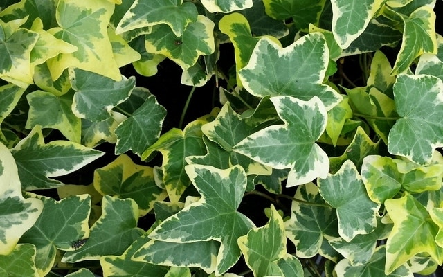  Klimop (Hedera Helix 'Goldchild')