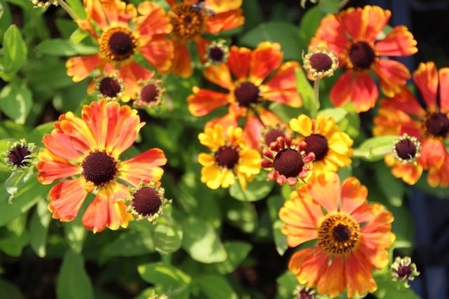  Zonnekruid (Helenium 'Sahin's Early Flowerer')