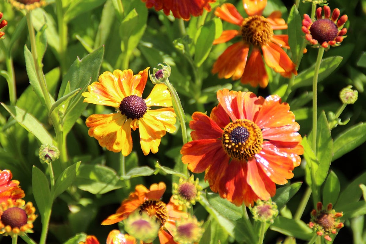 Zonnekruid (Helenium 'Sahin's Early Flowerer')