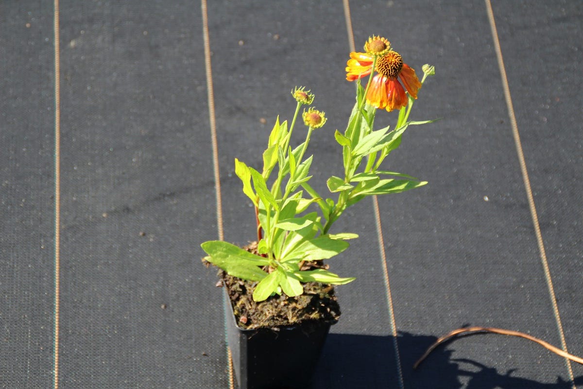  Zonnekruid (Helenium 'Sahin's Early Flowerer')