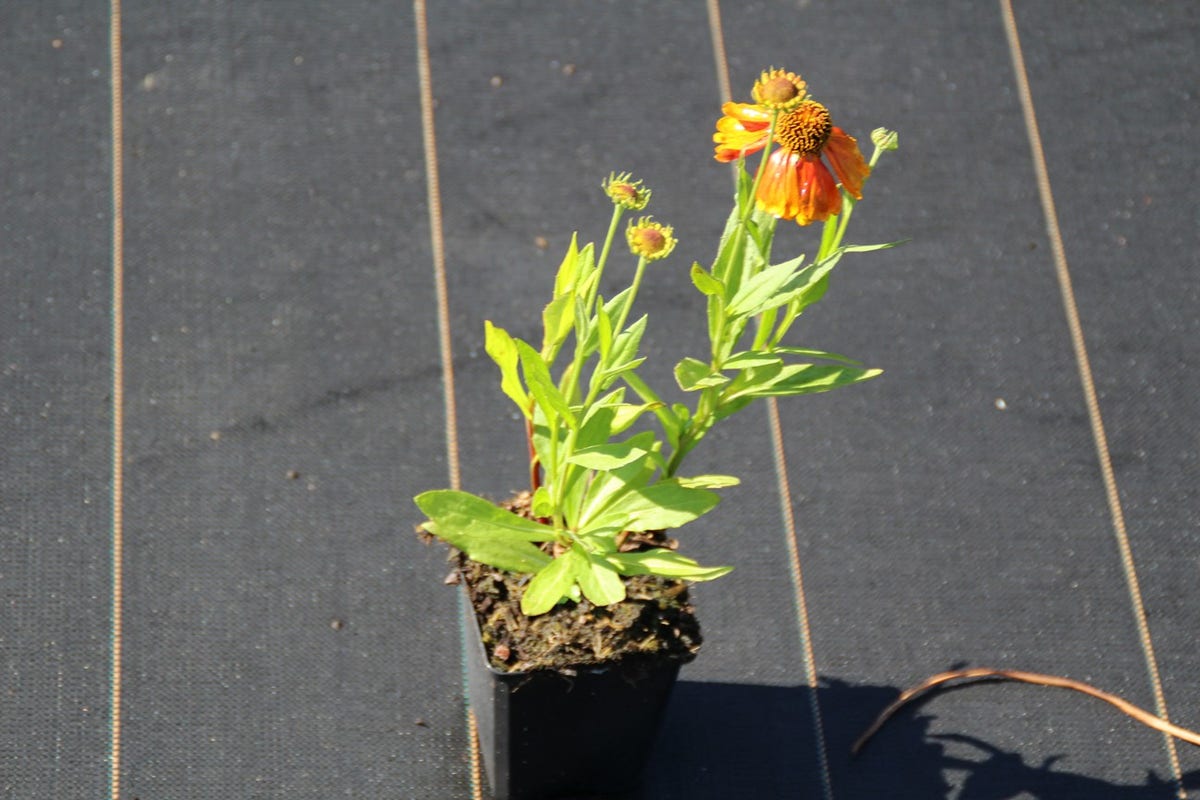  Zonnekruid (Helenium 'Sahin's Early Flowerer')